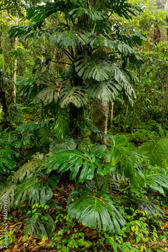 Monstera deliciosa - Swiss cheese plant in cloud forest, Manizales, Colombia