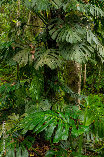 Monstera deliciosa - Swiss cheese plant in cloud forest  Manizales  Colombia