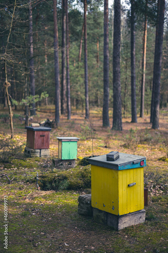 Colorful beehives in the forest 