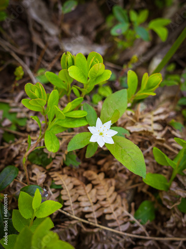 arctic starflower. Seven petalled white forest flower. forest vegetation. Spring forest background. White flower in the spring forest
