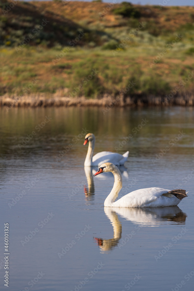 white swans on the water