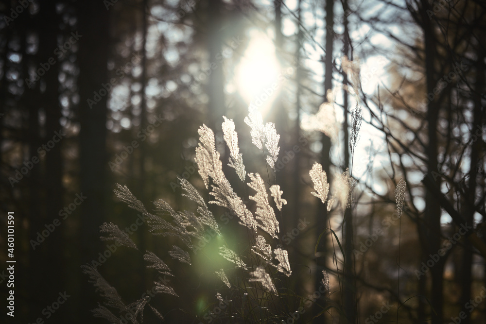 Obraz premium 陽光に照らされる秋のススキ