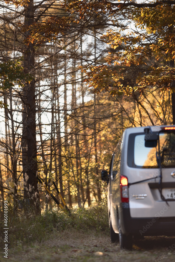 Obraz premium 輝く秋の森の中をキャンプに向かう車