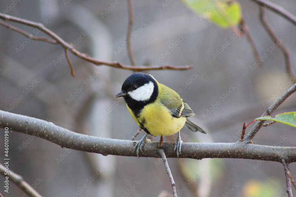 Fototapeta premium a bird in the snow