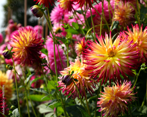 pink and yellow dahlias