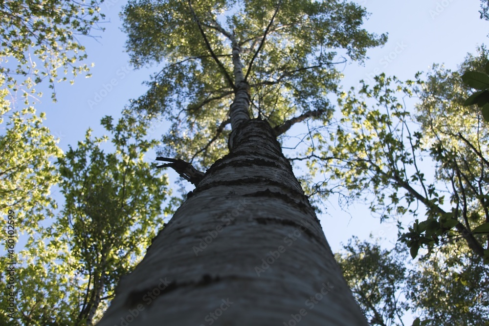 Fototapeta premium tree in the forest