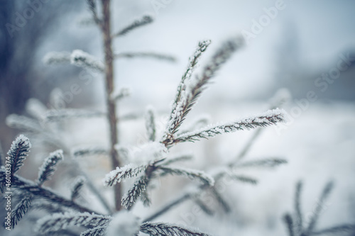 Branches of spruce in frost and snow.
