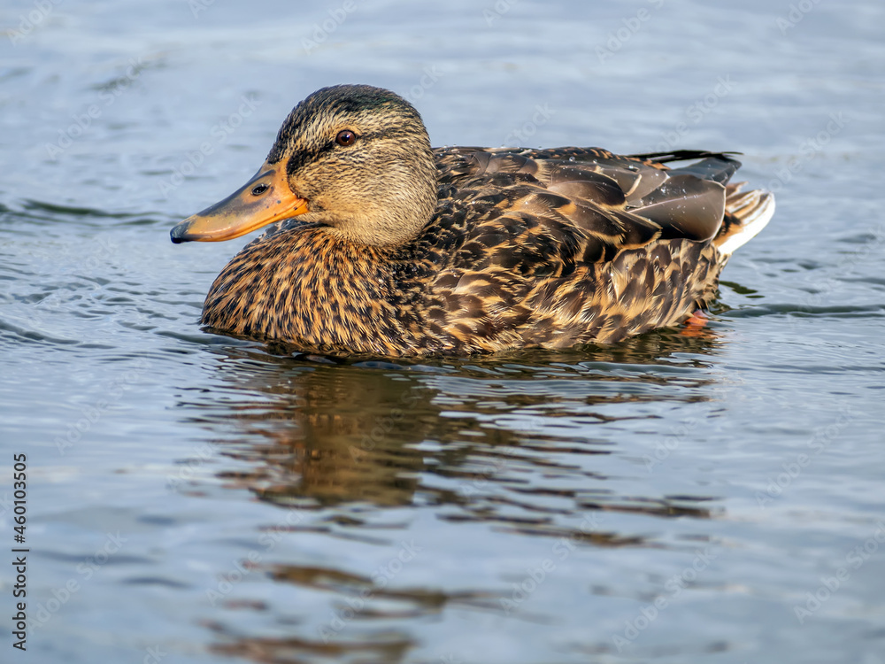 Female of the mallard is swimming. Close-up. Female of the mallard is swimming. Close-up.