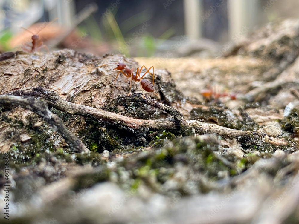 ants on the wood ants on the wood