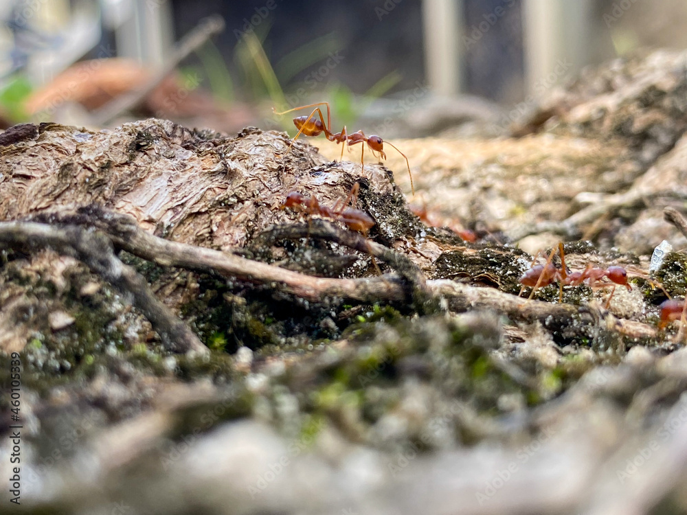 ants in the forest ants in the forest