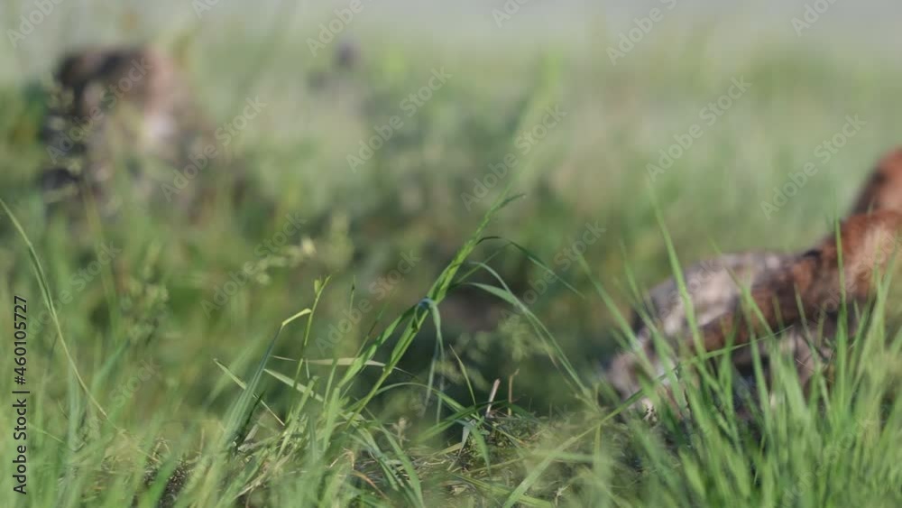 Red Fox Young Pups hiding on a grass. Vulpes vulpes. The fox cub looks around.
