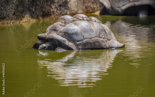 Gigantic Turtles in Seychelles, Rare Endemic Species, Giant Turtle, Aldabra Island, Population,Gigantic Turtles in Seychelles, Rare Endemic Species, Giant Turtle, Aldabra Island, Population, in Water