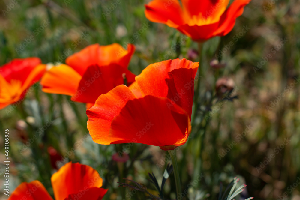 red poppy field red poppy field