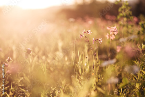 image of a field of flowers at sunset with a blurred background
