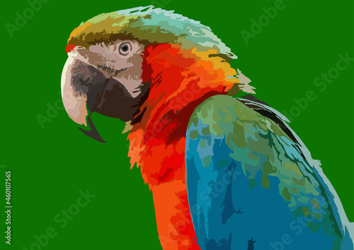 blue and yellow macaw