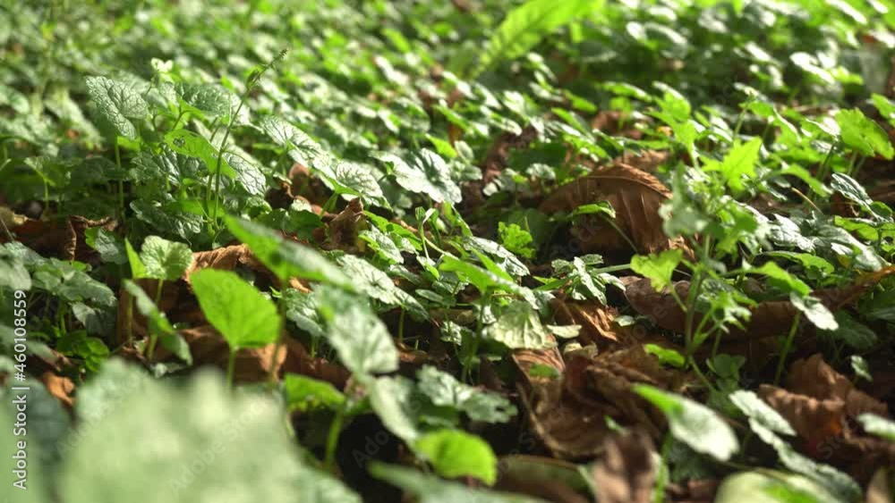 Green Plants At Sunset Slider Shot Green Plants At Sunset Slider Shot