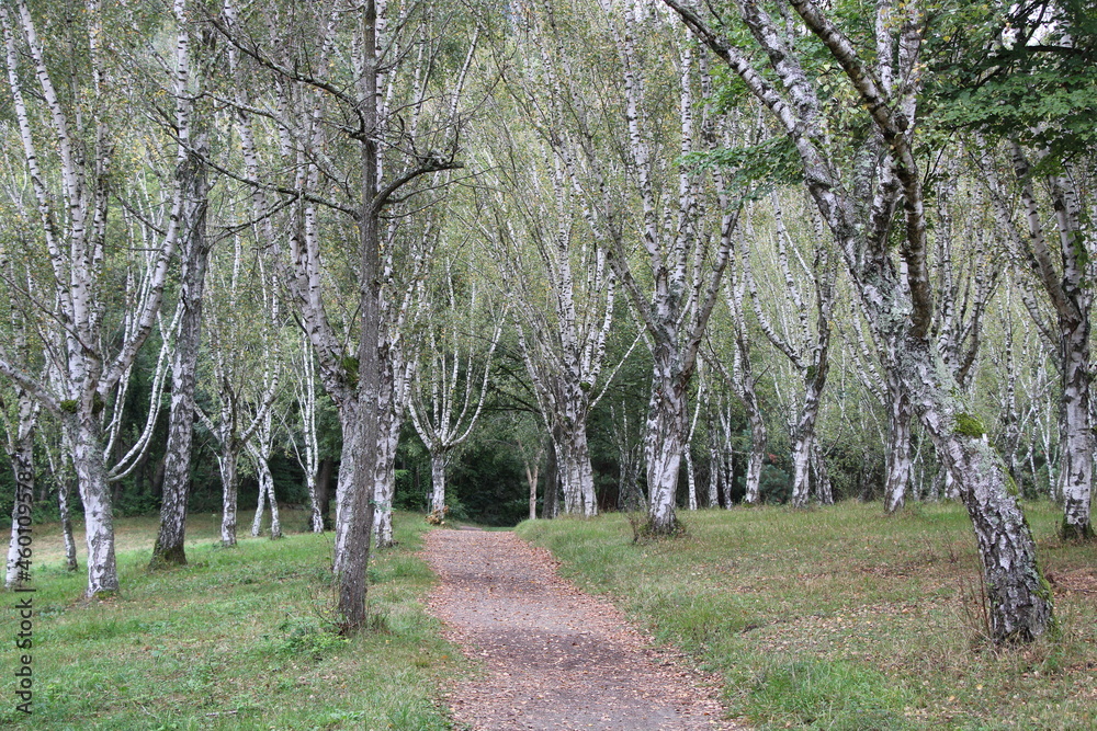 Fototapeta premium Shriveled birches in Liliental (Kaiserstuhl)