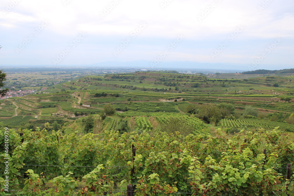 Vineyards in Ihrigen (Kaiserstuhl)