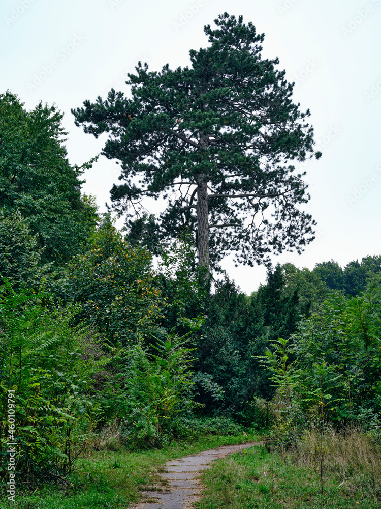 Fototapeta premium Narrow Path Leading to a Tall Pine Tree in Rusovce Park, Bratislava, Slovakia