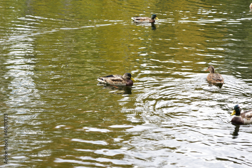 A large male mallard does not allow rivals to approach the female