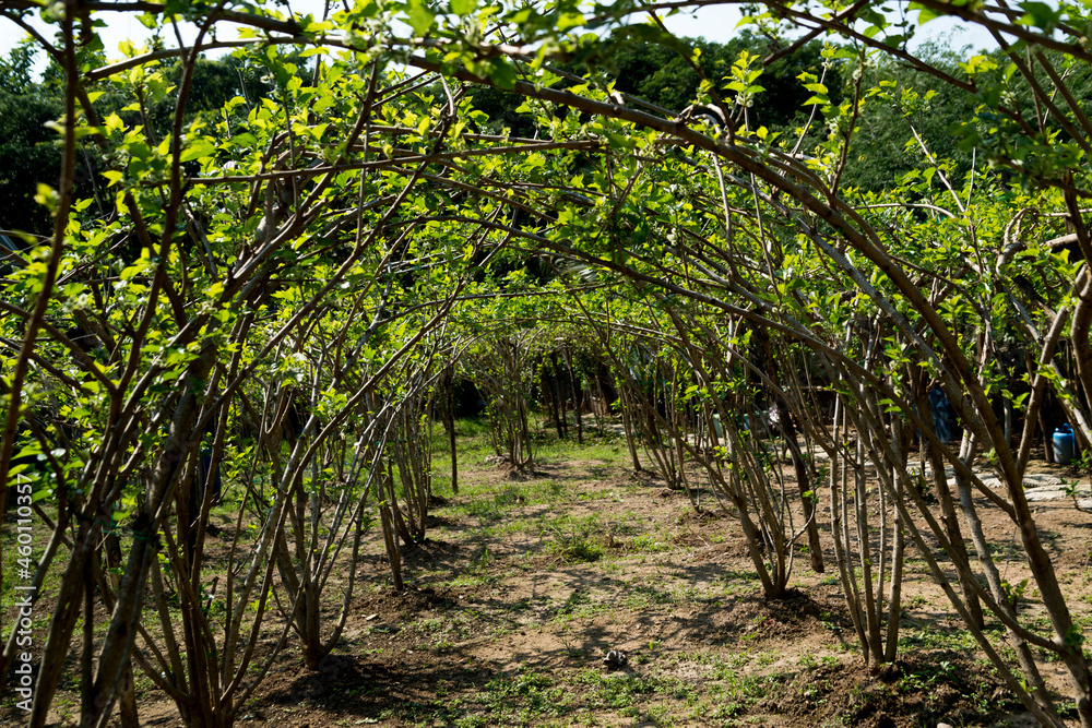 Tunnel view of the mulberry tree