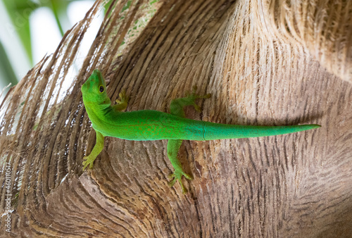 Lizard on Palm Leaves Tropical Background Sun Light Holiday Travel Design Space Palm Trees Branches Landscape Indonesia Seychelles Philippines Travel Island Relax Sea Ocean. green felzuma photo