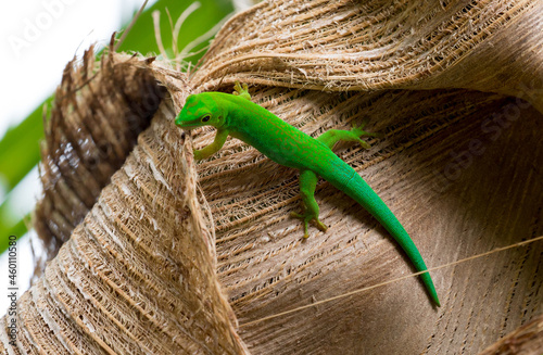 Lizard on Palm Leaves Tropical Background Sun Light Holiday Travel Design Space Palm Trees Branches Landscape Indonesia Seychelles Philippines Travel Island Relax Sea Ocean. green felzuma photo