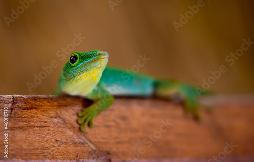 Lizard on Palm Leaves Tropical Background Sun Light Holiday Travel Design Space Palm Trees Branches Landscape Indonesia Seychelles Philippines Travel Island Relax Sea Ocean. green felzuma