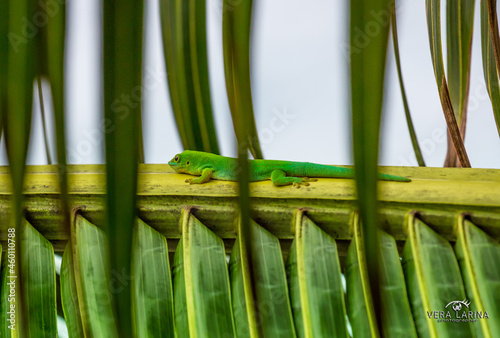 Lizard on Palm Leaves Tropical Background Sun Light Holiday Travel Design Space Palm Trees Branches Landscape Indonesia Seychelles Philippines Travel Island Relax Sea Ocean. green felzuma photo