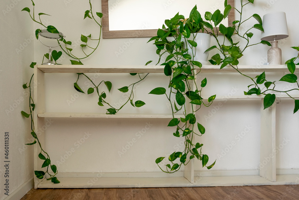 White wooden shelves with green potted plant and a mirror against white wall. Interior design detail White wooden shelves with green potted plant and a mirror against white wall. Interior design detail