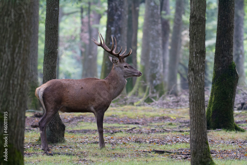 Stag Cervus elaphus in a European forest