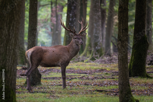 Stag Cervus elaphus in a European forest