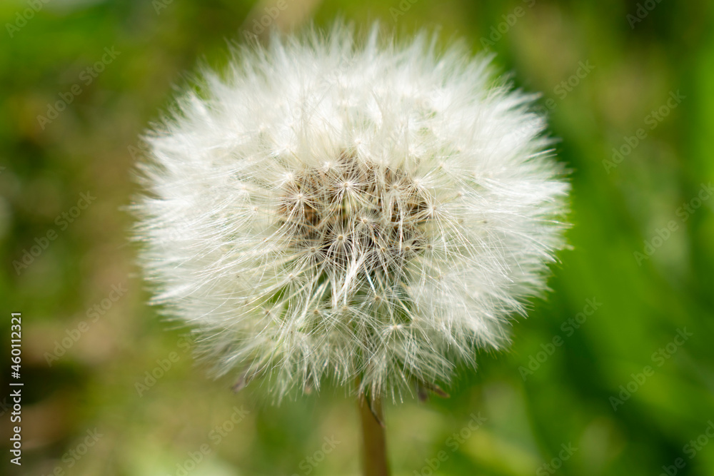 dandelion on green