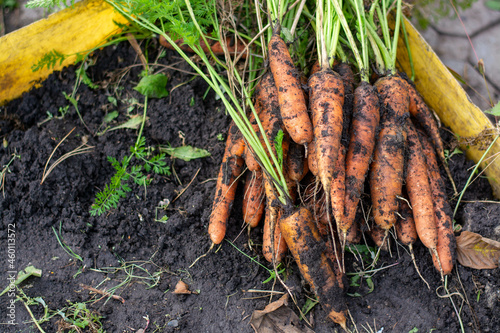 A bunch of fresh carrots with greens on the ground. A large juicy unwashed carrots in the field against the background.