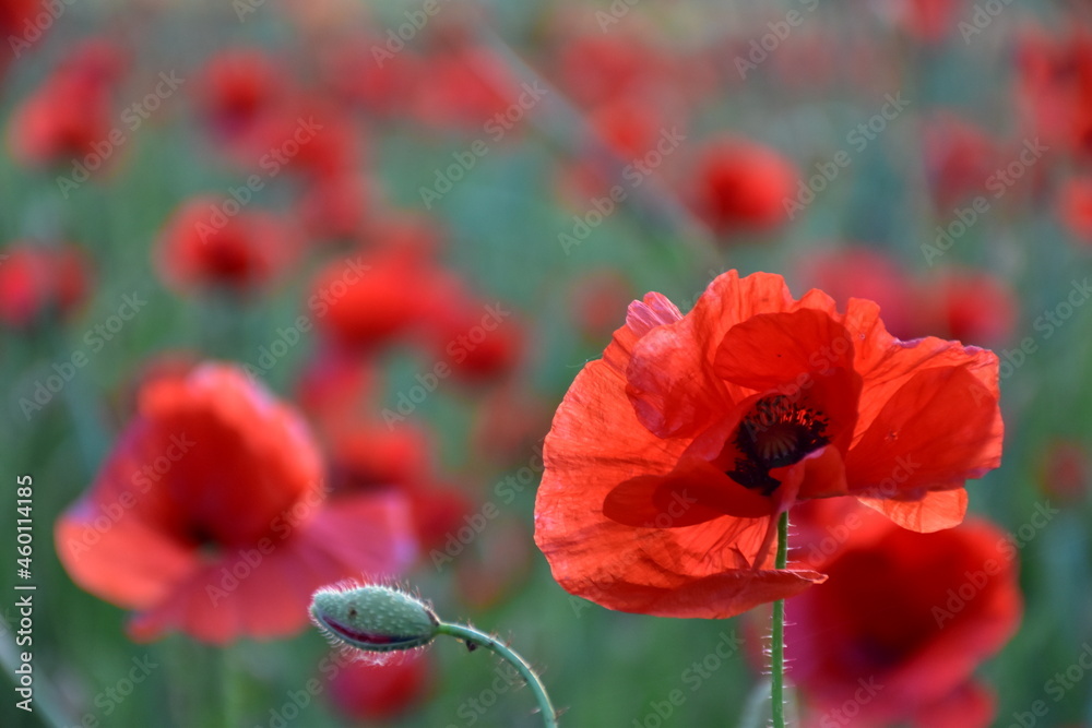 Obraz premium poppy flower before bloom and bloomed poppy flower