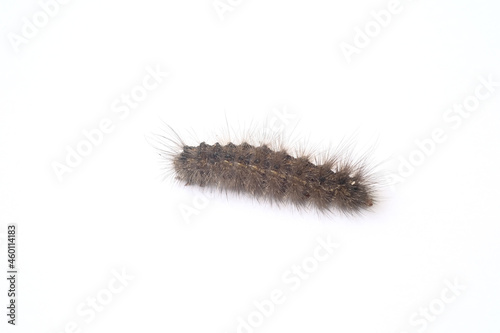hair slug worm on white background