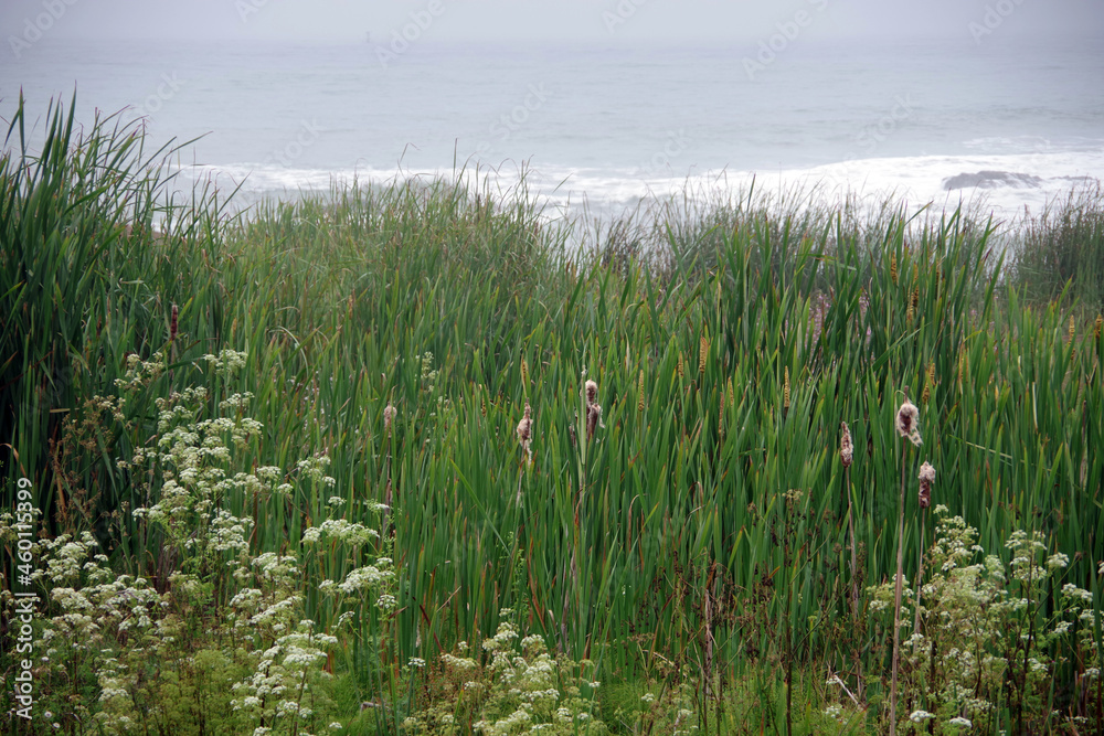 Plants and flowers along the California coast with the pacific ocean in the background in the Half Moon Bay area on an overcast summer day