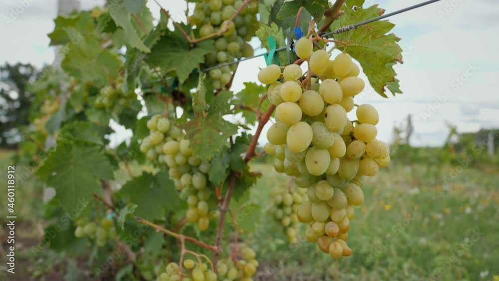 Large grape of white grapes hanging on a branch in a vine garden close-up, slow motion, winemaking concept Large grape of white grapes hanging on a branch in a vine garden close-up, slow motion, winemaking concept