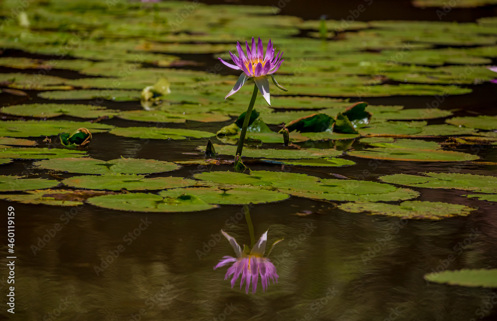 Water lily in the pond Tropical nature, jungle lanshavt, tourism, tropical island, Seychelles Water lily in the pond Tropical nature, jungle lanshavt, tourism, tropical island, Seychelles