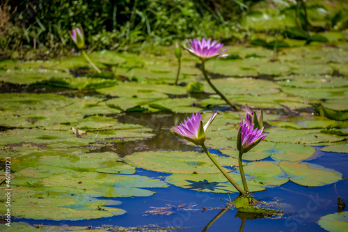 Water lily in the pond Tropical nature  jungle lanshavt  tourism  tropical island  Seychelles