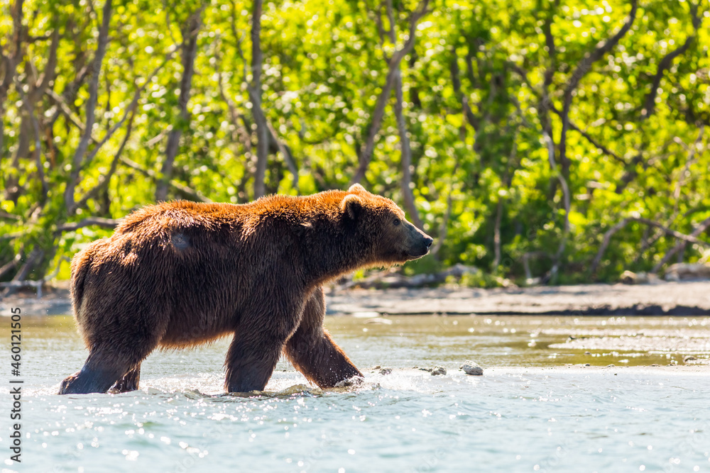 Fototapeta premium Brown bear or Ursus arctos beringianus fishing in the Kurile lake. Kamchatka Peninsula, Russia