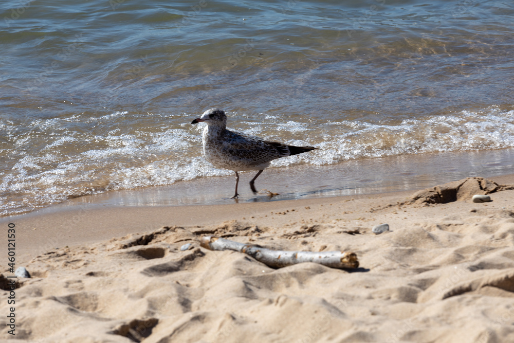 Seagull on beach
