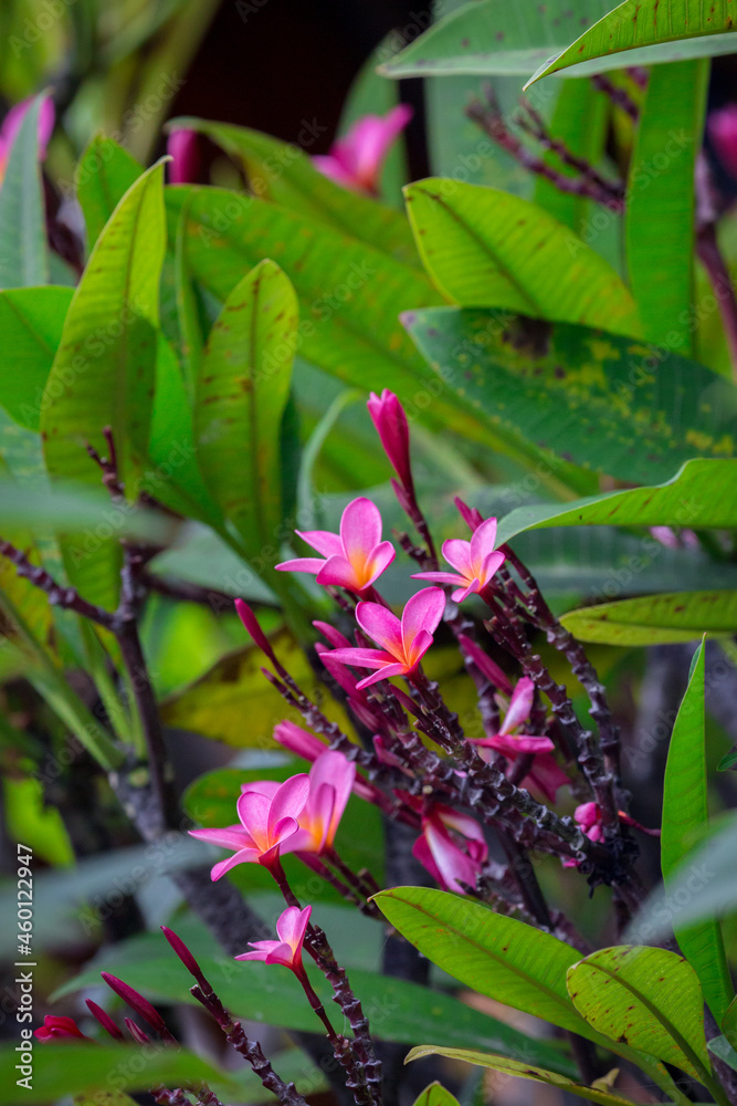 Exotic Tropical Flower White Resort, Travel Vacations Luxury Freshness Maldives Thailand, Indonesia Bora Bora Sri Lanka Bali Dominican Republic as background Jamaica Cuba Hawaii Egypt Exotic Tropical Flower White Resort, Travel Vacations Luxury Freshness Maldives Thailand, Indonesia Bora Bora Sri Lanka Bali Dominican Republic as background Jamaica Cuba Hawaii Egypt