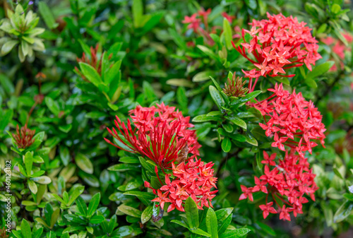 Photography Exotic Tropical Flower White Resort, Travel Vacations Luxury Freshness Maldives