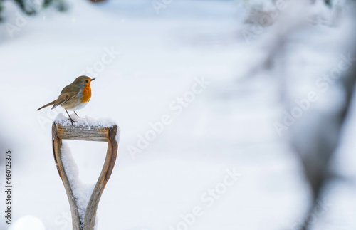 Robin Red breast