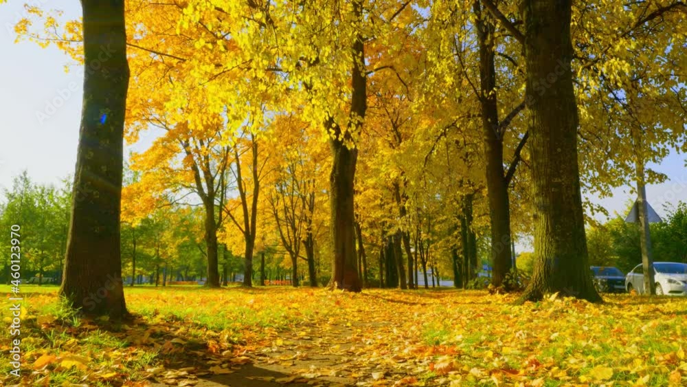 Landscape park in the early autumn morning. Landscape park in the early autumn morning.