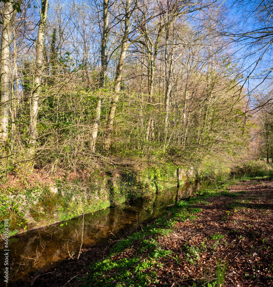 Vibrant Forest with Stream and Ancient Wall Vibrant Forest with Stream and Ancient Wall