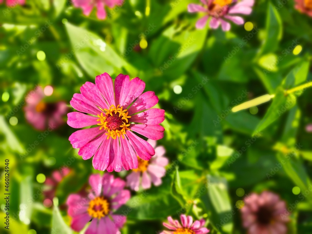 pink flowers in the garden pink flowers in the garden