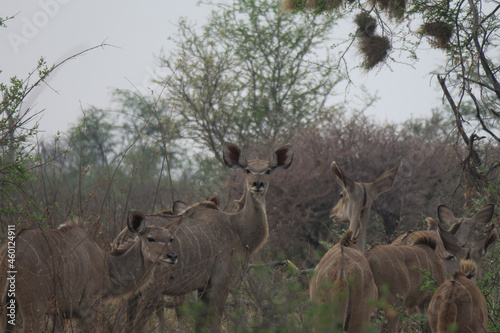 Herd of female kudus grazing between the trees at Khaudum National Park, Namibia