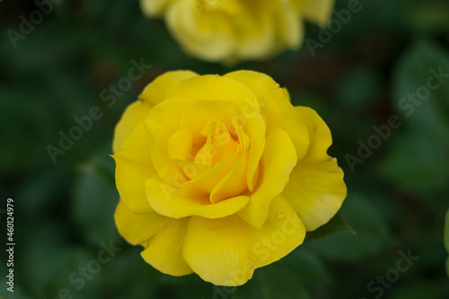 fresh yellow roses in spring. flower of separation and longing. Selective Focus bloom